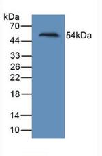 KIM-1 Monoclonal Antibody (C2)