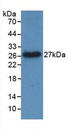 LIGHT Antibody in Western Blot (WB)