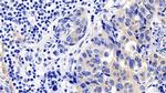 Caspase 9 Antibody in Immunohistochemistry (Paraffin) (IHC (P))