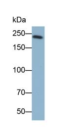 MYH7 Monoclonal Antibody (C1)