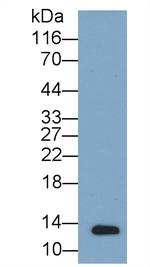 Osteocalcin Antibody in Western Blot (WB)