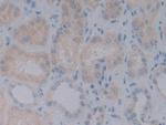 BMP-10 Monoclonal Antibody (A1)
