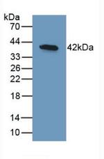BMP-10 Antibody in Western Blot (WB)