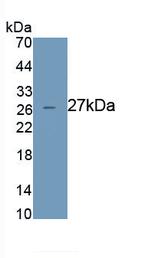 Azurocidin Antibody in Western Blot (WB)
