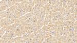 VDAC Antibody in Immunohistochemistry (Paraffin) (IHC (P))