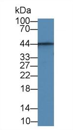 Aquaporin 4 Antibody in Western Blot (WB)