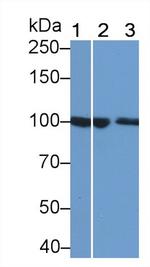 Plasminogen Monoclonal Antibody (H16)