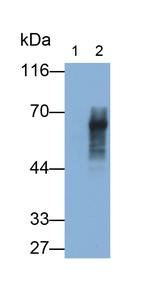 Amylin Antibody in Western Blot (WB)