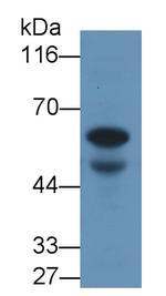 AMH Antibody in Western Blot (WB)