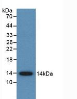 AMH Antibody in Western Blot (WB)