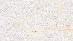 ALPL Antibody in Immunohistochemistry (Paraffin) (IHC (P))
