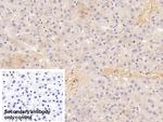 ALPL Monoclonal Antibody (C4)