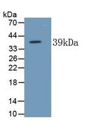 ALPL Antibody in Western Blot (WB)