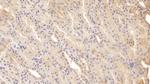 ADAMTS9 Monoclonal Antibody (D2)