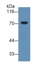 A1BG Antibody in Western Blot (WB)