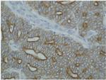 Cytokeratin 4/5/6/8/10/13/18 Antibody in Immunohistochemistry (Paraffin) (IHC (P))