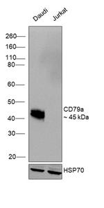 CD79a Antibody in Western Blot (WB)