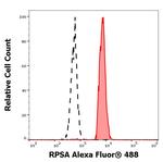RPSA Monoclonal Antibody (RP-01), Alexa Fluor™ 488
