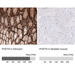 Periostin Antibody in Immunohistochemistry (Paraffin) (IHC (P))