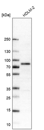 RIP1 Monoclonal Antibody (CL11368)