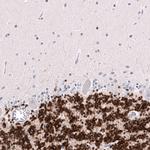NeuN Antibody in Immunohistochemistry (Paraffin) (IHC (P))
