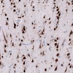 NeuN Antibody in Immunohistochemistry (Paraffin) (IHC (P))