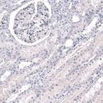 NeuN Antibody in Immunohistochemistry (Paraffin) (IHC (P))