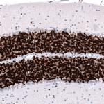 NeuN Antibody in Immunohistochemistry (Paraffin) (IHC (P))