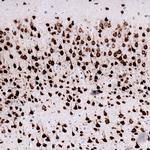 NeuN Antibody in Immunohistochemistry (Paraffin) (IHC (P))