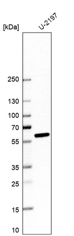 ALDH1A3 Antibody in Western Blot (WB)