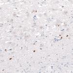 OTP Antibody in Immunohistochemistry (Paraffin) (IHC (P))