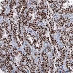 OTP Antibody in Immunohistochemistry (Paraffin) (IHC (P))