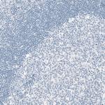 OTP Antibody in Immunohistochemistry (Paraffin) (IHC (P))