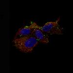 Chromogranin B Monoclonal Antibody (CL11404)