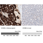 Chromogranin B Antibody in Immunohistochemistry (Paraffin) (IHC (P))