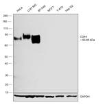 CD44 Antibody