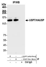 USP7 Antibody in Immunoprecipitation (IP)