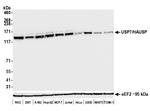 USP7 Antibody in Western Blot (WB)