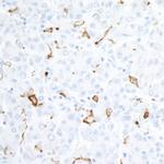 CD163 Antibody in Immunohistochemistry (Paraffin) (IHC (P))