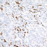 CD163 Antibody in Immunohistochemistry (Paraffin) (IHC (P))