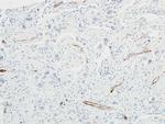 CD144 (VE-cadherin) Antibody in Immunohistochemistry (Paraffin) (IHC (P))
