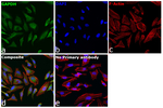GAPDH Antibody in Immunocytochemistry (ICC/IF)