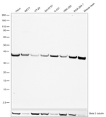 GAPDH Antibody in Western Blot (WB)