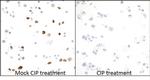 Phospho-MCM2 (Ser53) Recombinant Rabbit Monoclonal Antibody (BLR108H)