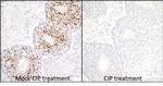 Phospho-MCM2 (Ser53) Antibody in Immunohistochemistry (Paraffin) (IHC (P))