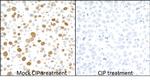 Phospho-MCM2 (Ser53) Antibody in Immunohistochemistry (Paraffin) (IHC (P))