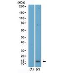Acetyl-Histone H2A.X (Lys5) Antibody in Western Blot (WB)