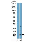 Acetyl-Histone H2A.X (Lys9) Antibody in Western Blot (WB)