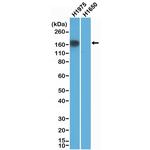 EGFR (L858R Mutant) Recombinant Rabbit Monoclonal Antibody (RM380), Biotin