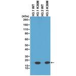 H3 K36M oncohistone mutant Recombinant Rabbit Monoclonal Antibody (RM193), Biotin